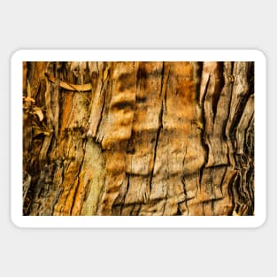 Eucalyptus bark closeup Sticker